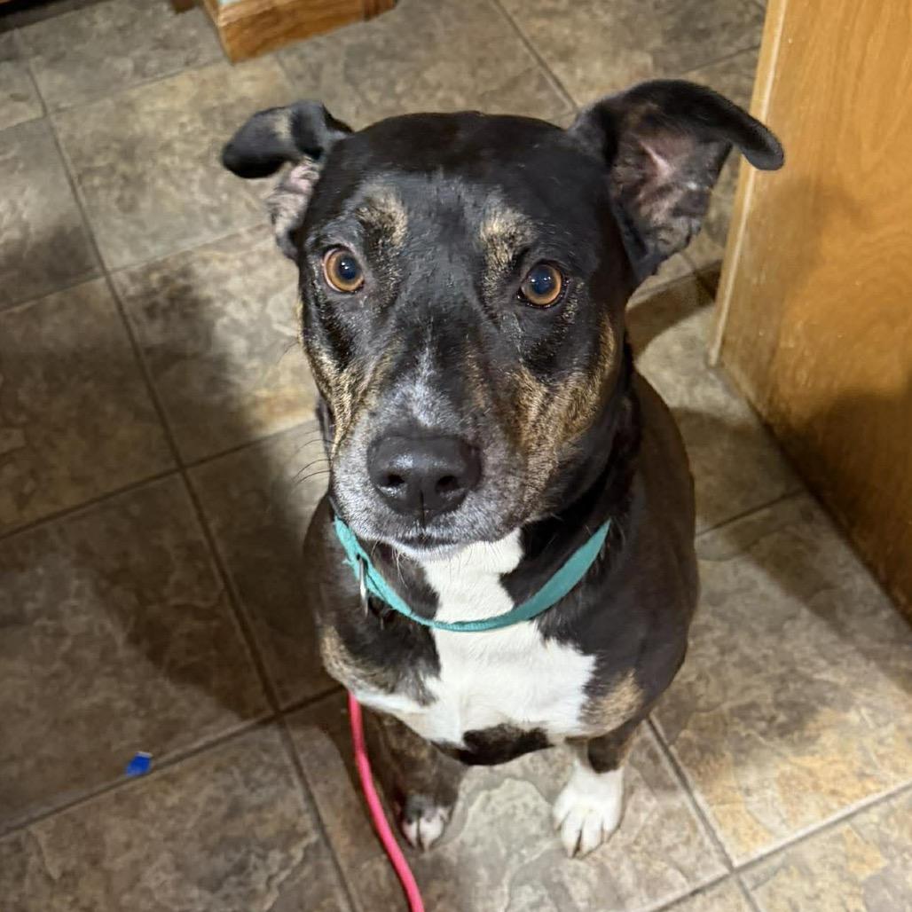 Enlarge Boo, a Adoptable mixed breed in Binghamton, NY image 1/6