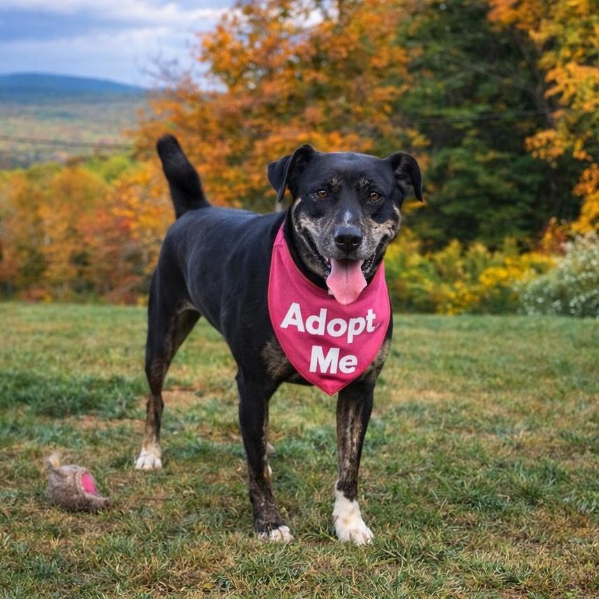 Enlarge Boo, a Adoptable mixed breed in Binghamton, NY image 2/6
