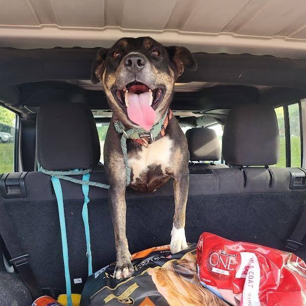 Enlarge Boo, a Adoptable mixed breed in Binghamton, NY image 6/6