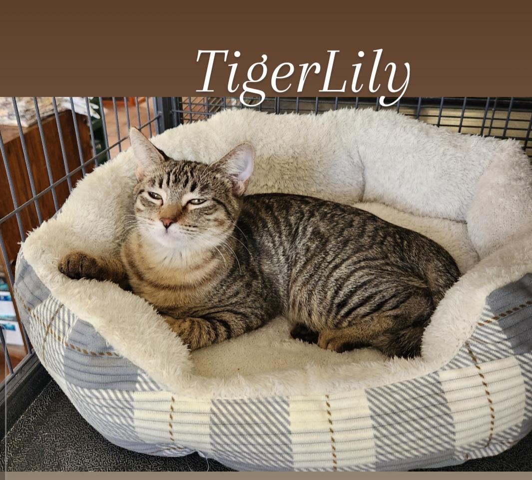 Tiger Lily, Adoptable, Young Female Domestic Short Hair.