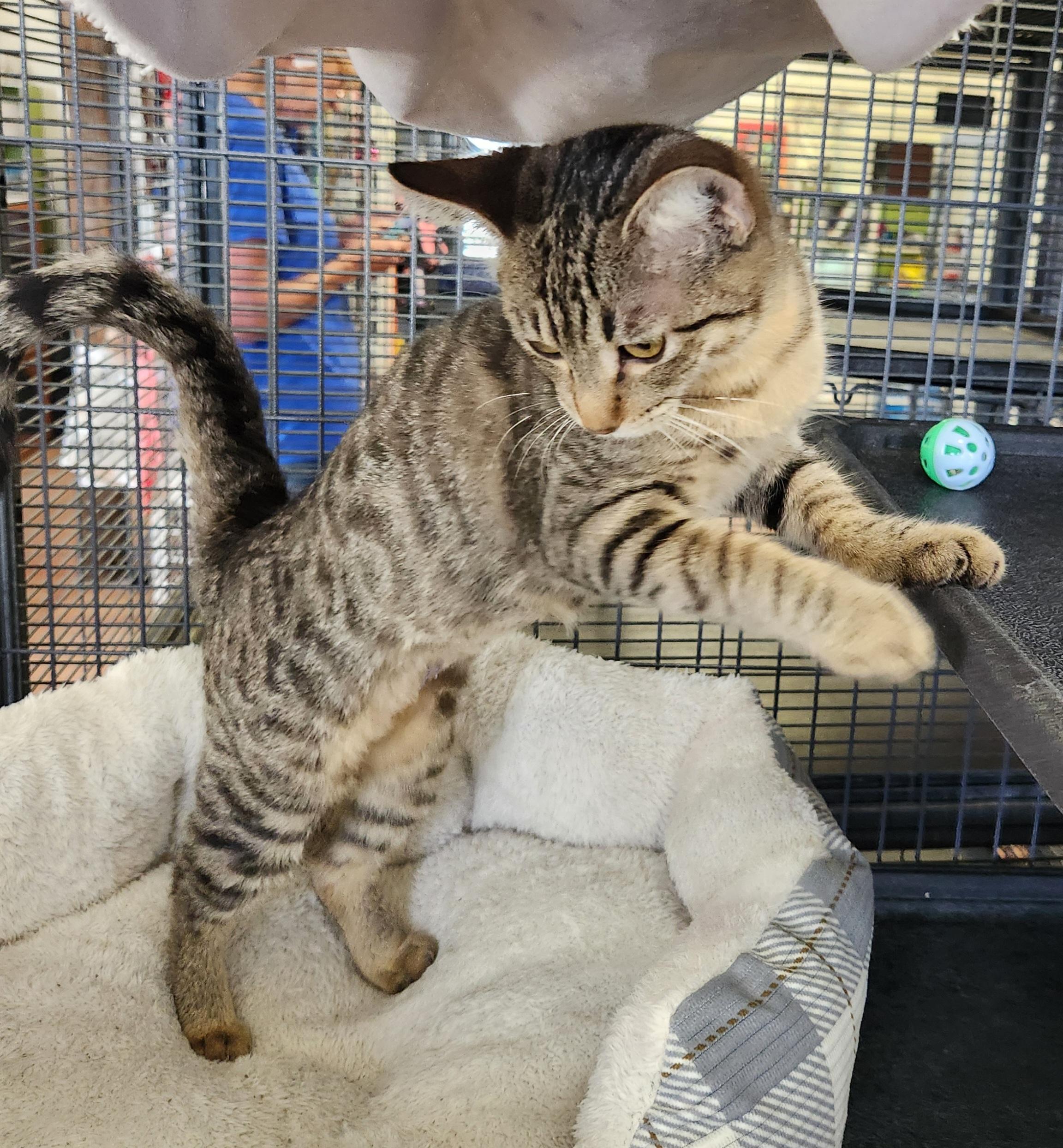 Tiger Lily, Adoptable, Young Female Domestic Short Hair.