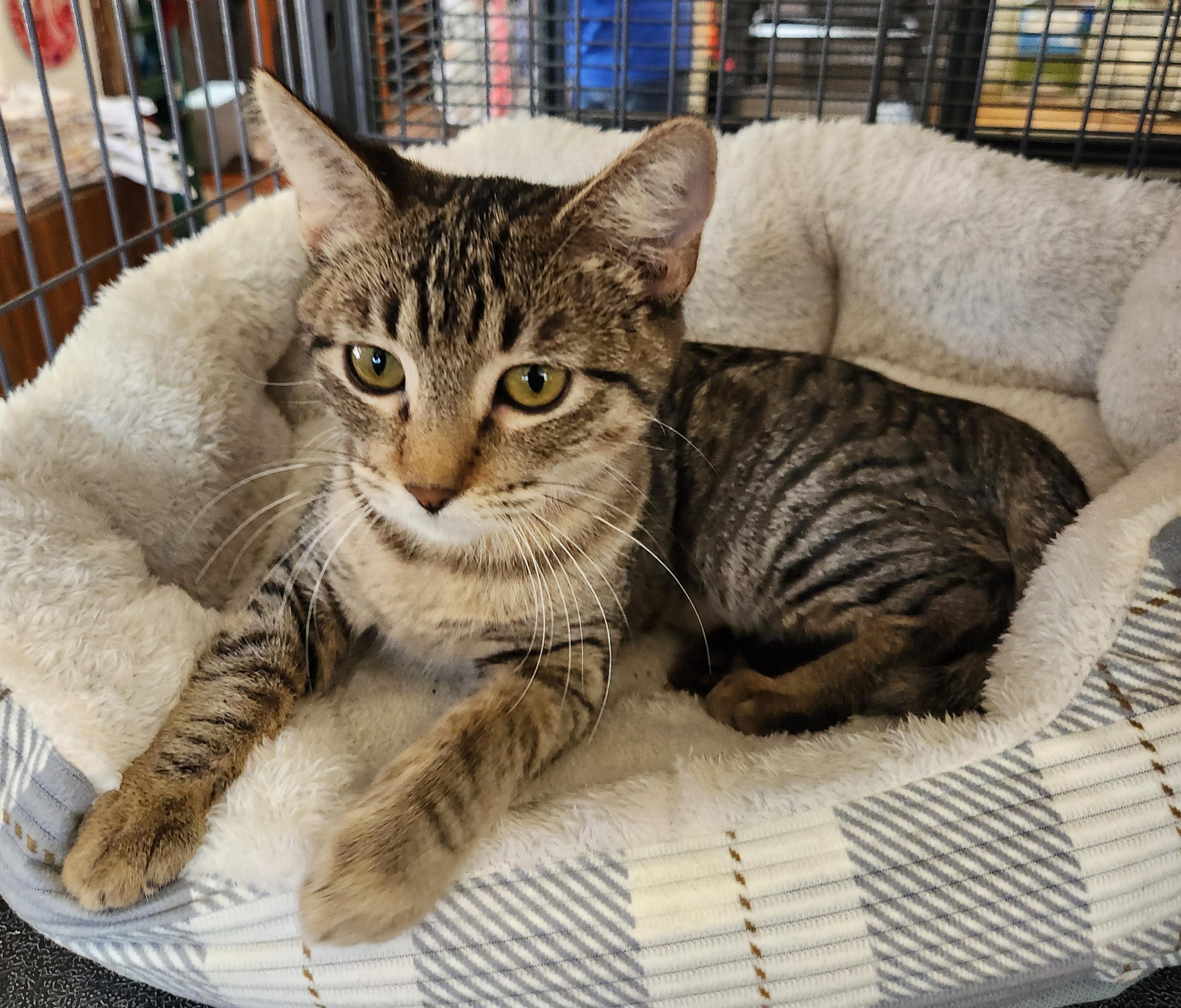 Tiger Lily, a Adoptable Domestic Short Hair in Yarnell, AZ image 3/3