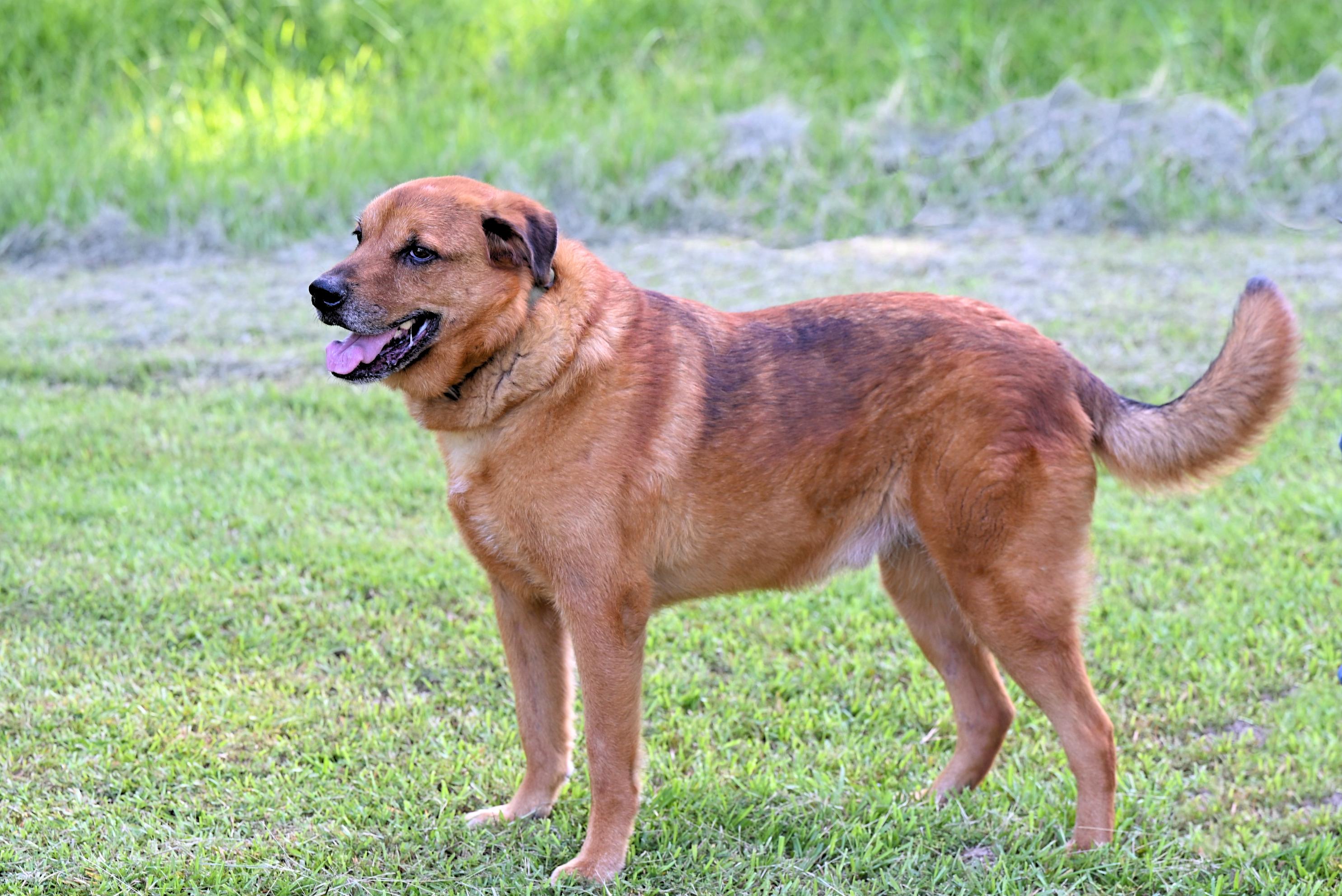 ZIGGY - such a good boy!