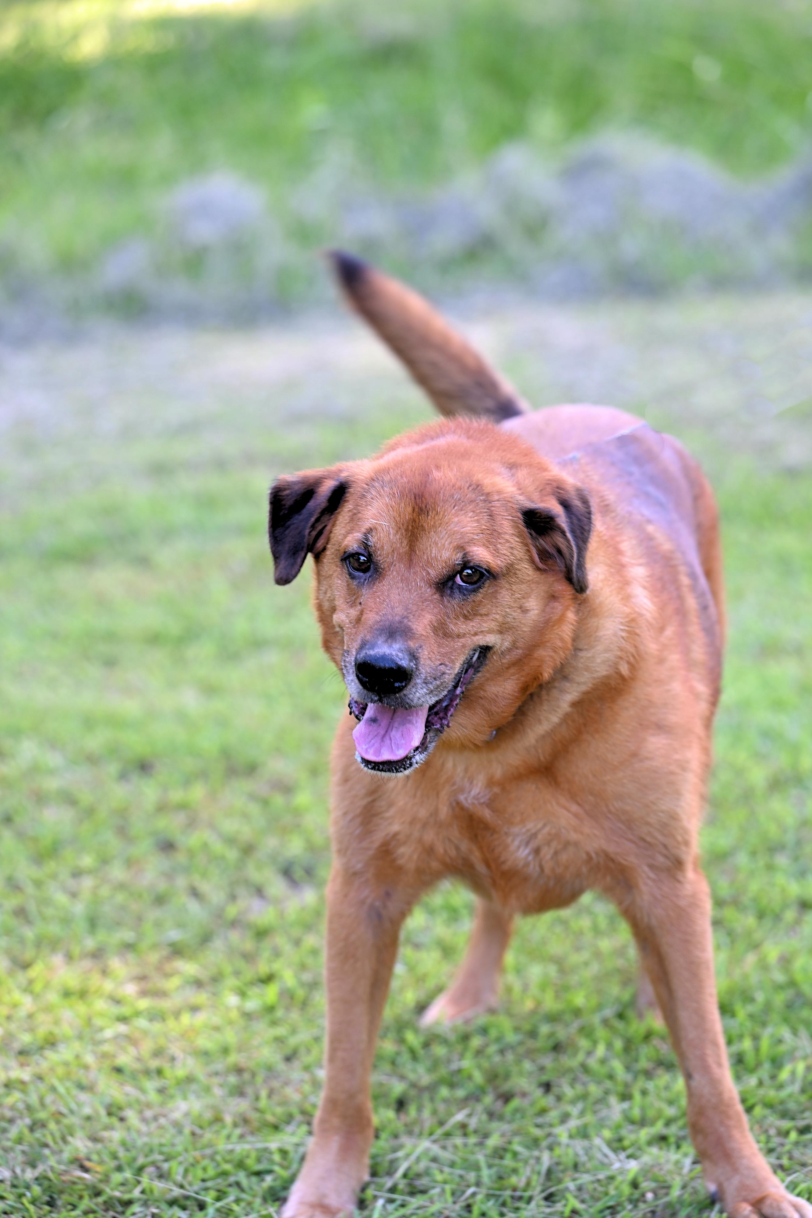 ZIGGY - such a good boy!, a Adoptable mixed breed in Kittery, ME image 3/5