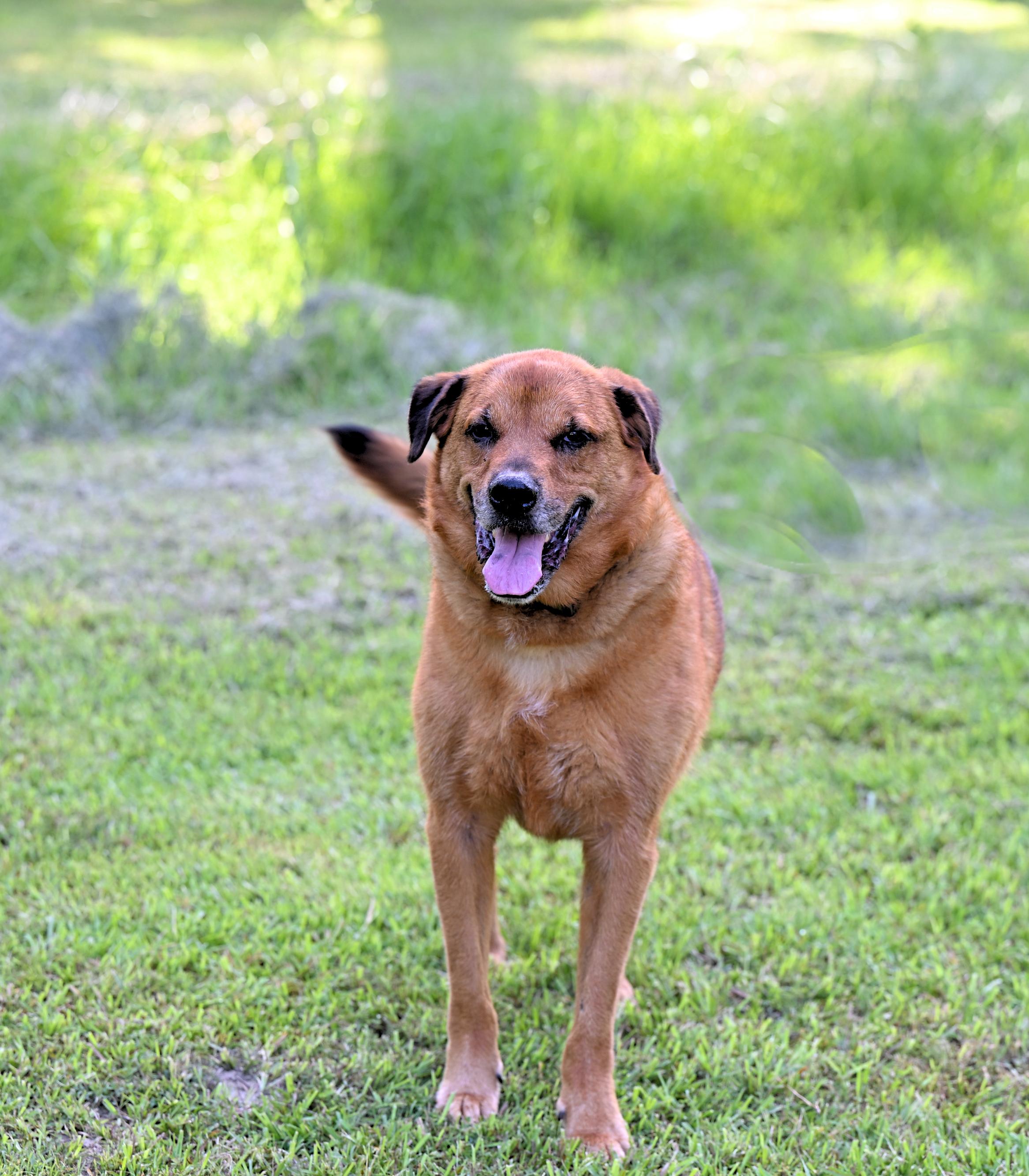 ZIGGY - such a good boy!