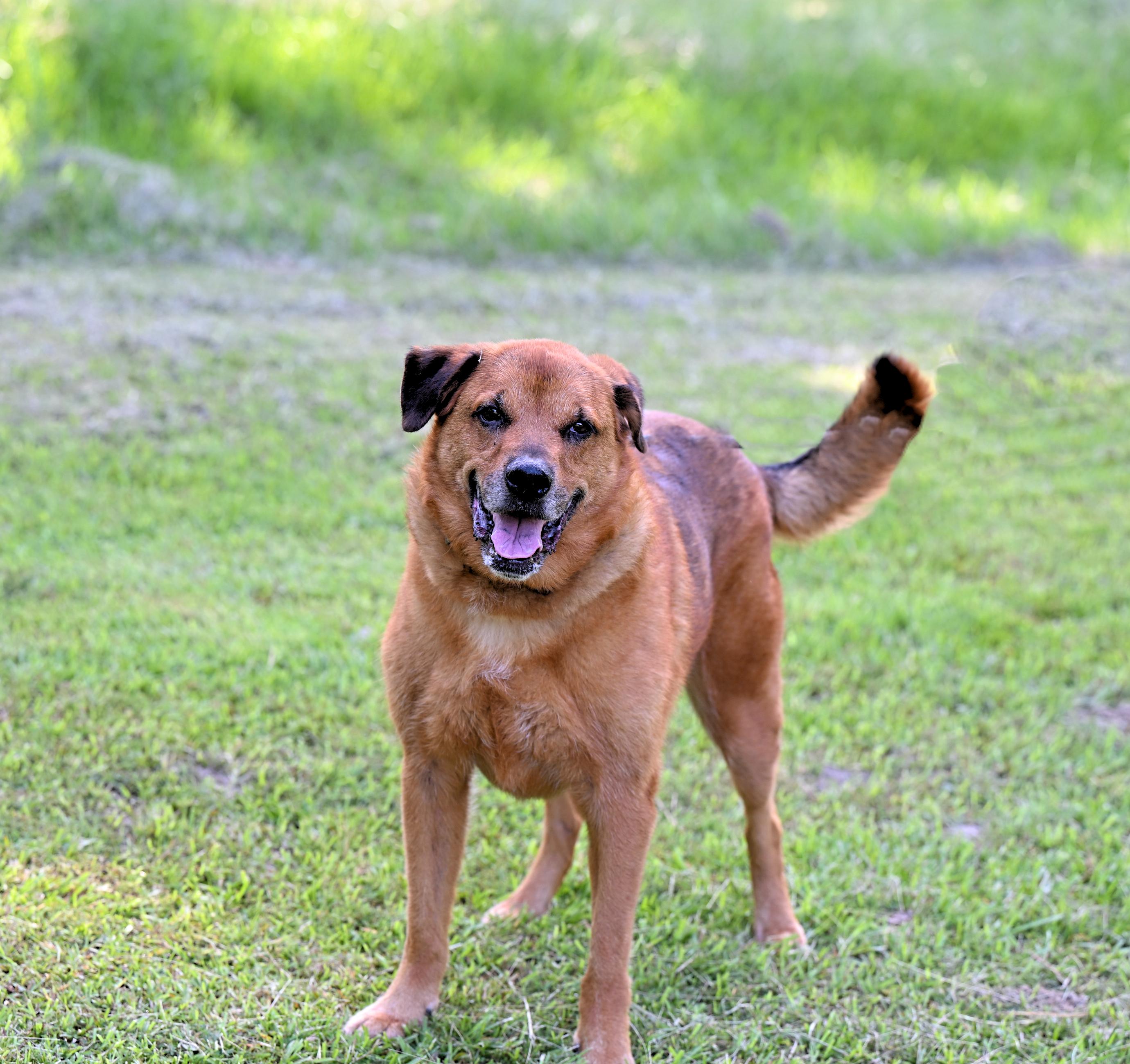 ZIGGY - such a good boy!, a Adoptable mixed breed in Kittery, ME image 5/5
