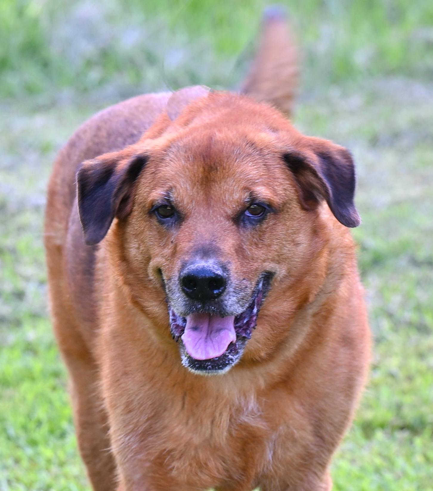 ZIGGY - such a good boy!