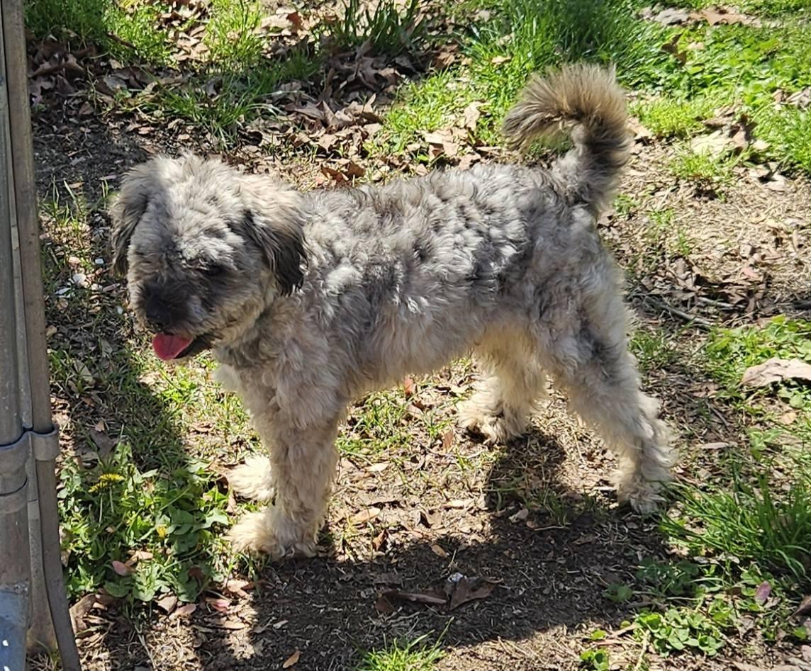 Enlarge Chico, an adopted mixed breed in Mount Pleasant, NC image 2/3