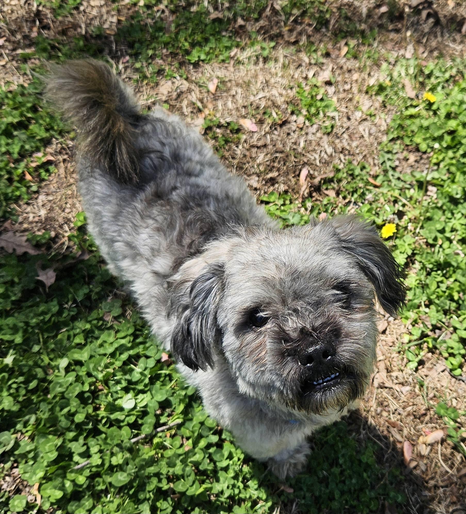 Chico, adopted, Adult Male Shih Tzu & Poodle.