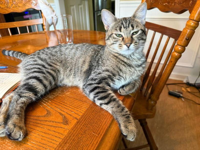 Petal, Adoptable, Young Female Tabby.