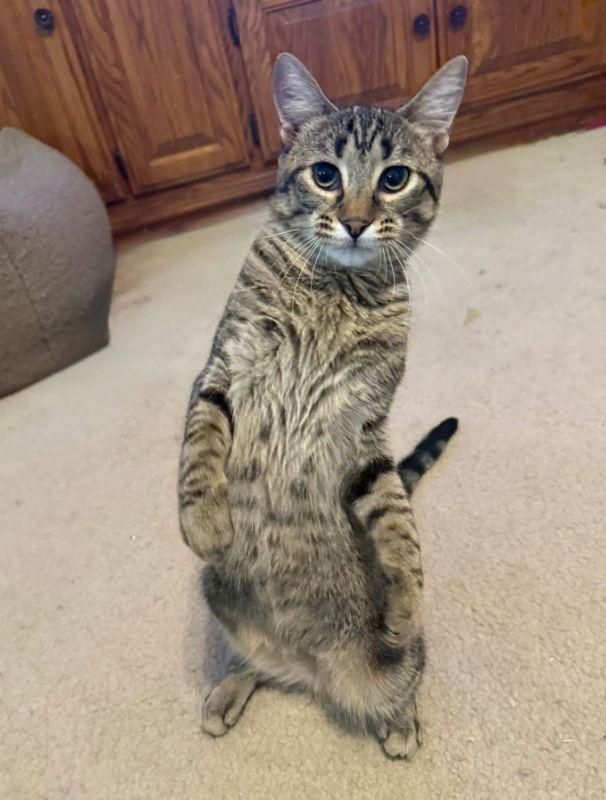 Petal, Adoptable, Young Female Tabby.