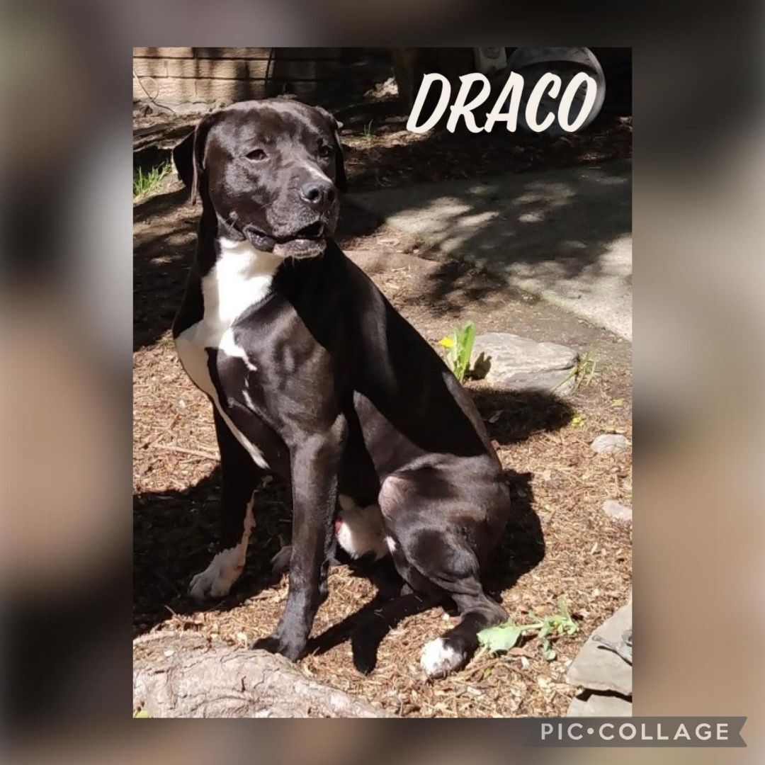 DRACO- Needs a foster/forever home! 2