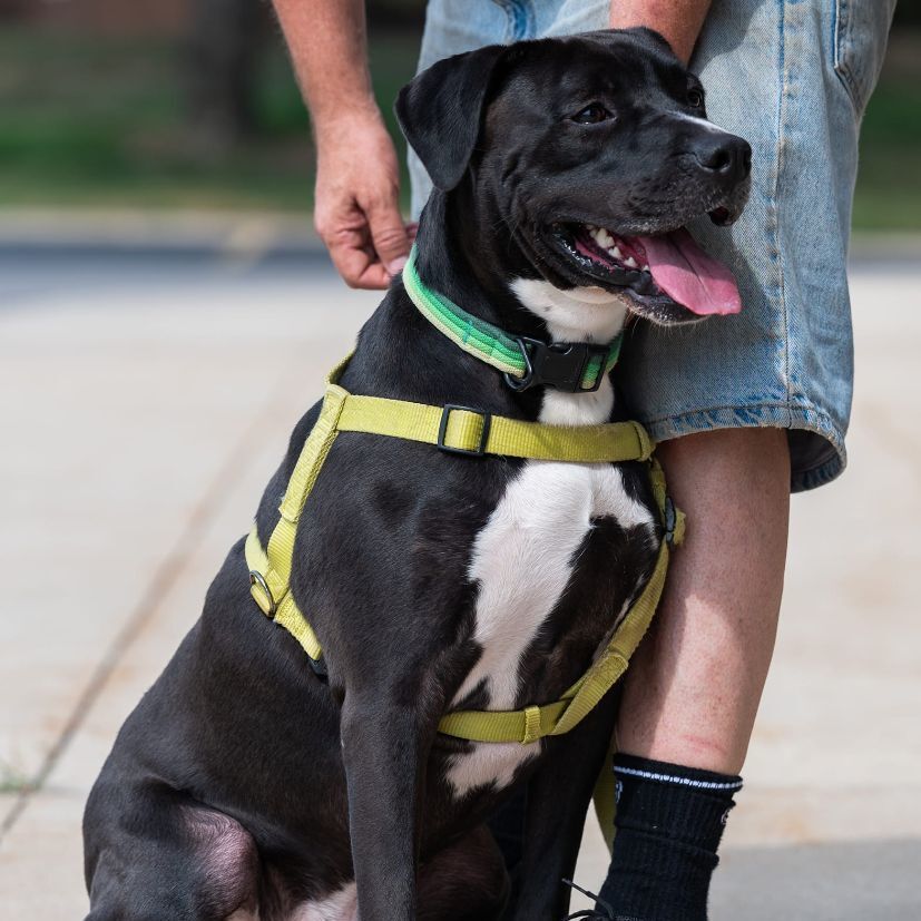 DRACO- Needs a foster/forever home! 4