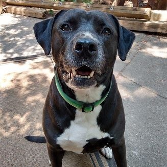 DRACO- Needs a foster/forever home! 1