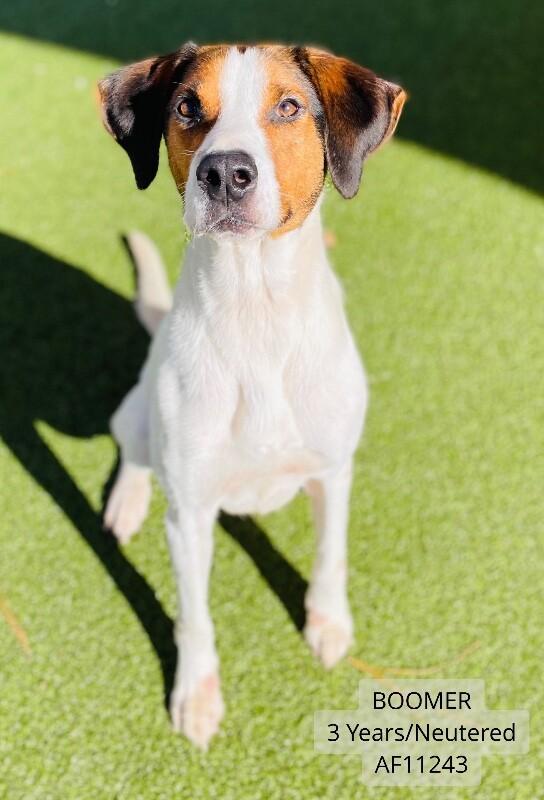 Boomer, Adoptable, Adult Male Treeing Walker Coonhound.