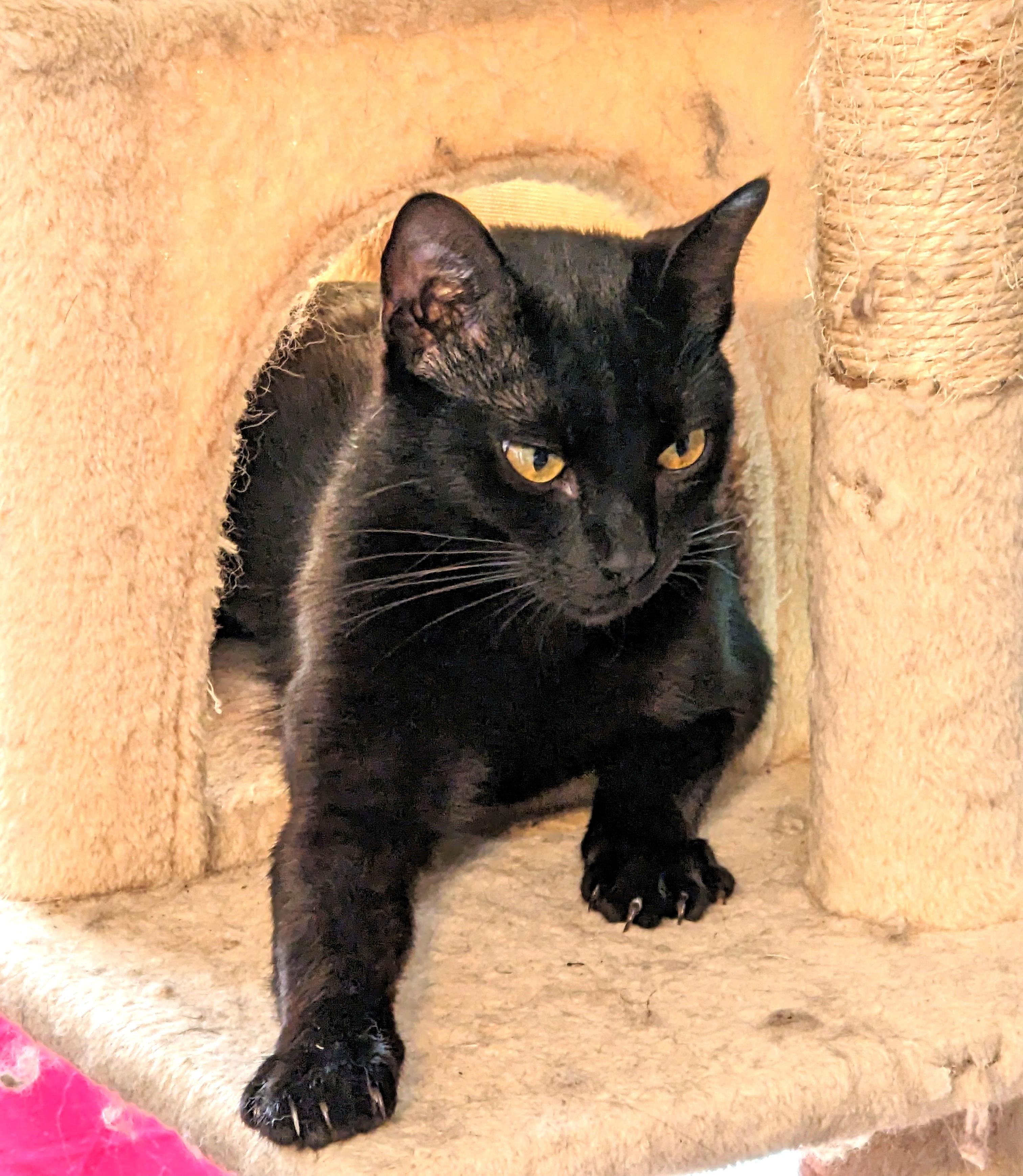 Pepper, a Adoptable Domestic Short Hair in Bentonville, AR image 2/3