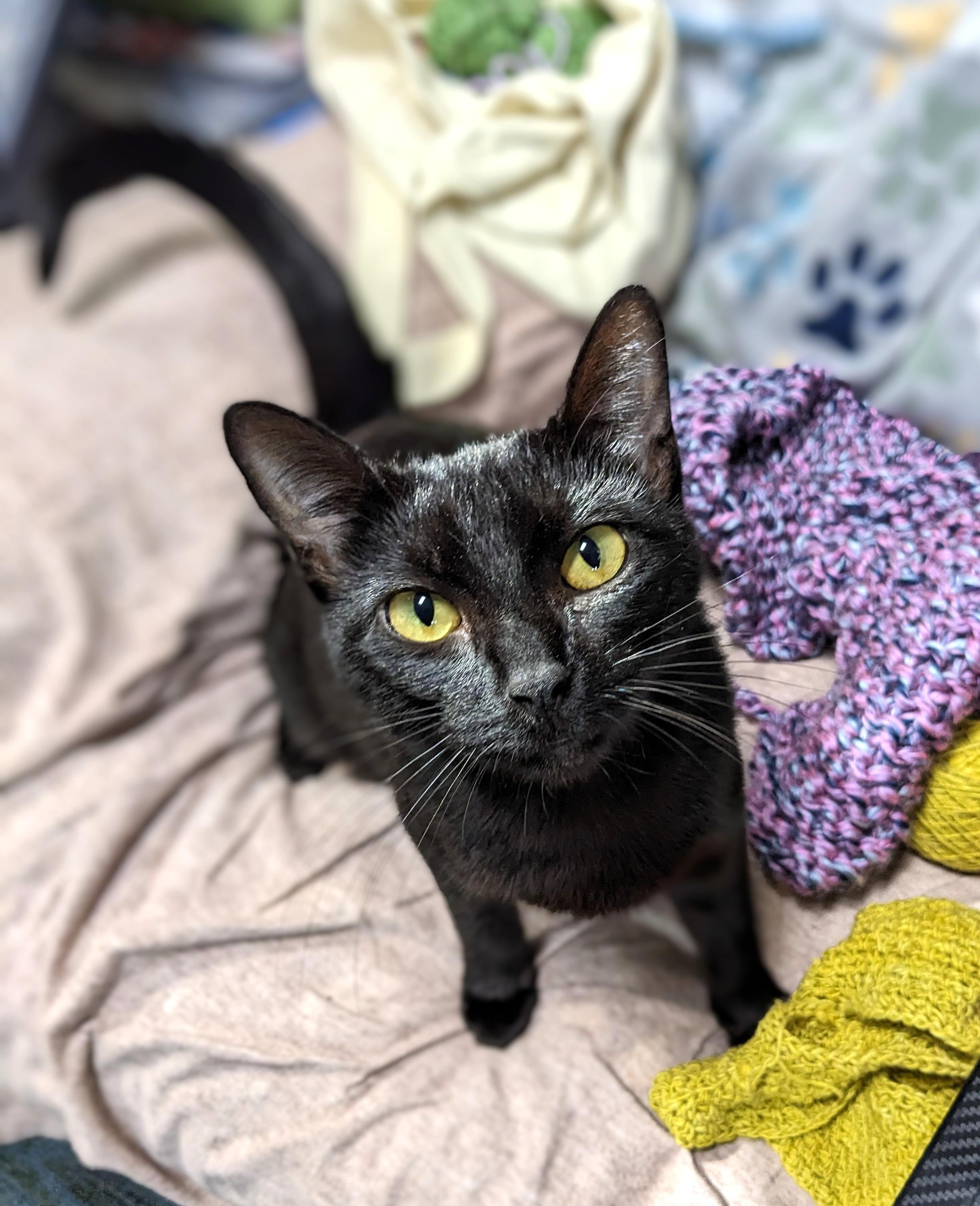 Pepper, a Adoptable Domestic Short Hair in Bentonville, AR image 3/3