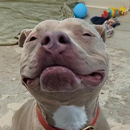 Walker (Gunner), Adoptable, Adult Male Mixed Breed & Mixed Breed.