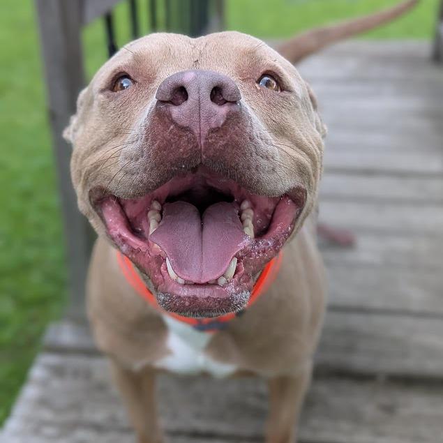 Enlarge Walker (Gunner), a Adoptable mixed breed in Ashtabula, OH image 2/5