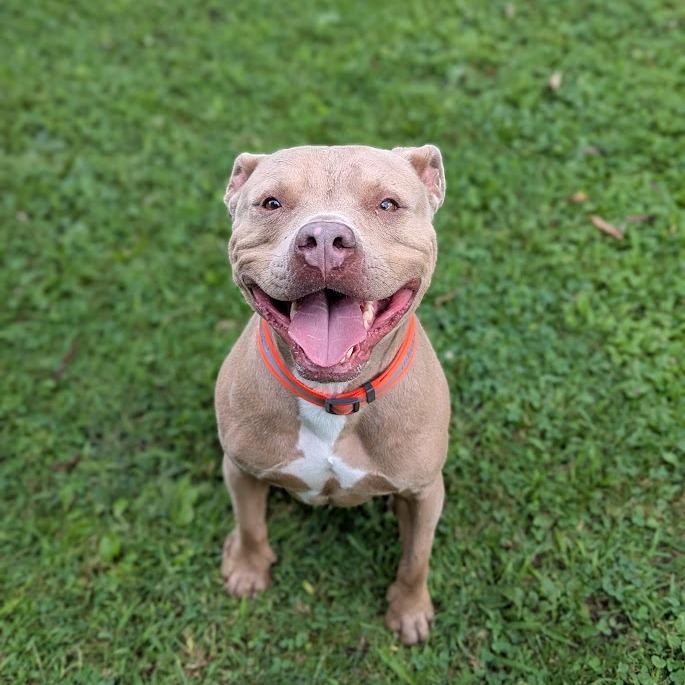 Enlarge Walker (Gunner), a Adoptable mixed breed in Ashtabula, OH image 3/5
