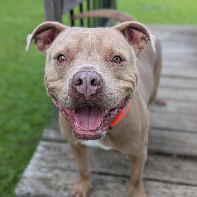 Enlarge Walker (Gunner), a Adoptable mixed breed in Ashtabula, OH image 4/5
