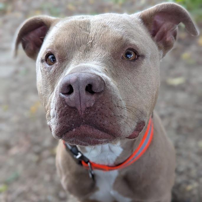 Enlarge Walker (Gunner), a Adoptable mixed breed in Ashtabula, OH image 5/5
