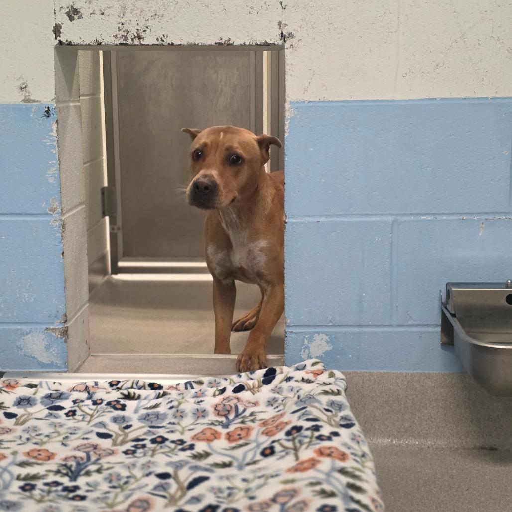 Duke, Adoptable, Adult Male Pit Bull Terrier.