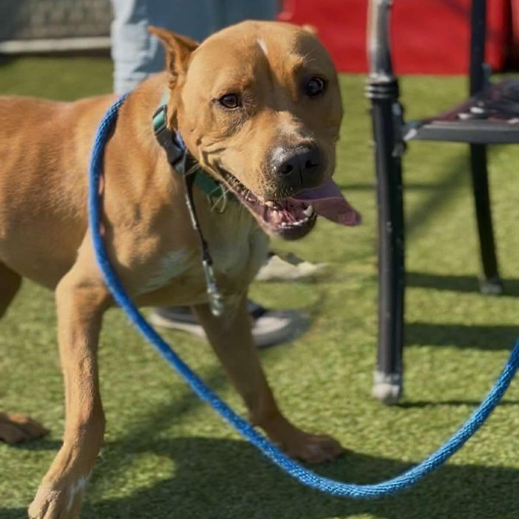 Enlarge Duke, a Adoptable Pit Bull Terrier in Chattanooga, TN image 2/4