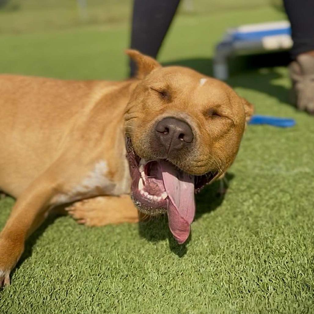 Enlarge Duke, a Adoptable Pit Bull Terrier in Chattanooga, TN image 3/4