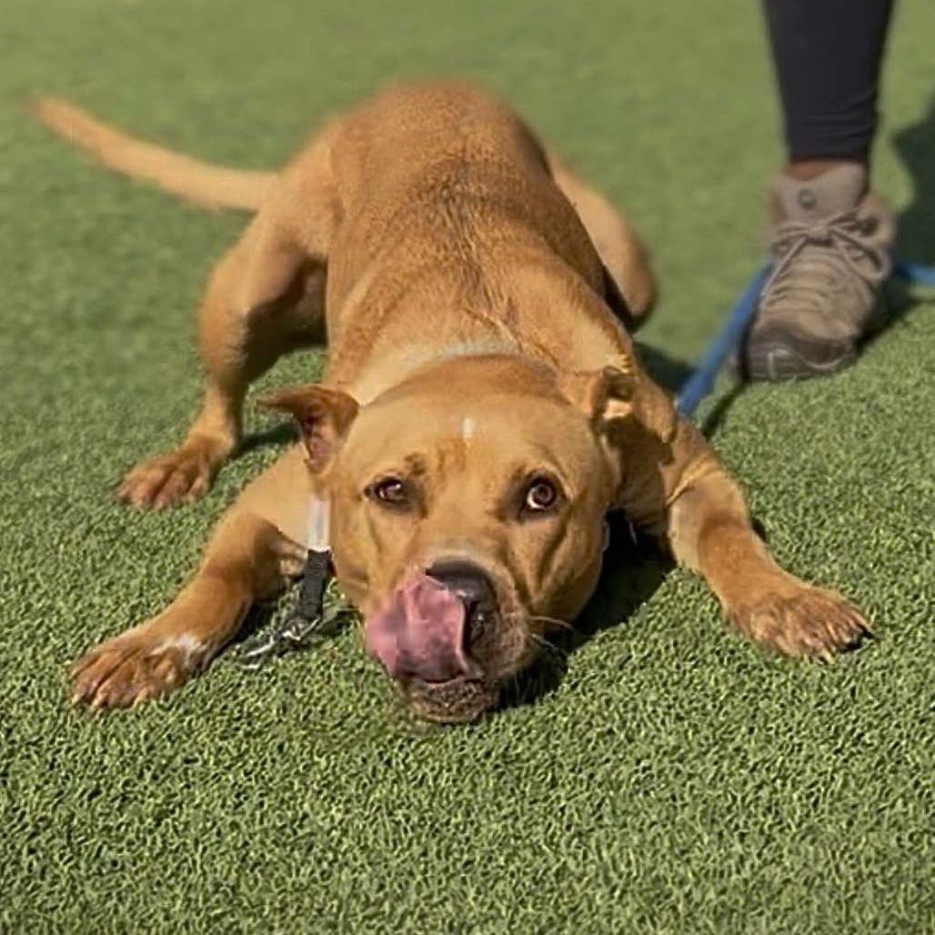 Enlarge Duke, a Adoptable Pit Bull Terrier in Chattanooga, TN image 4/4