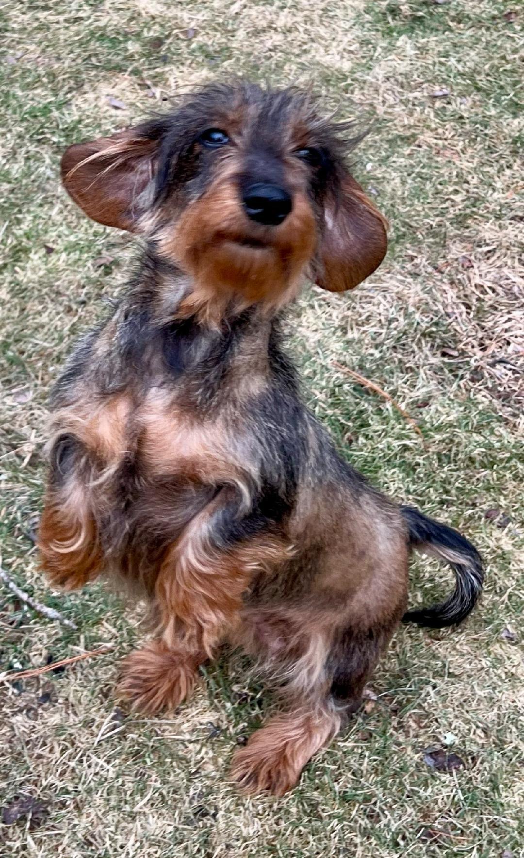 Tessie, a Adopted Wirehaired Dachshund in Foster, RI image 2/2