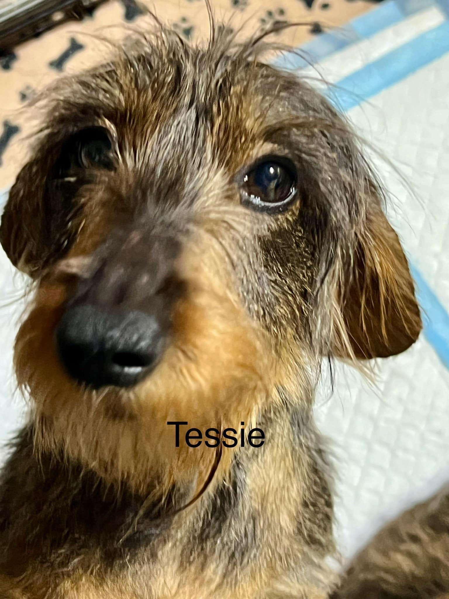 Tessie, a Adopted Wirehaired Dachshund in Foster, RI image 1/2