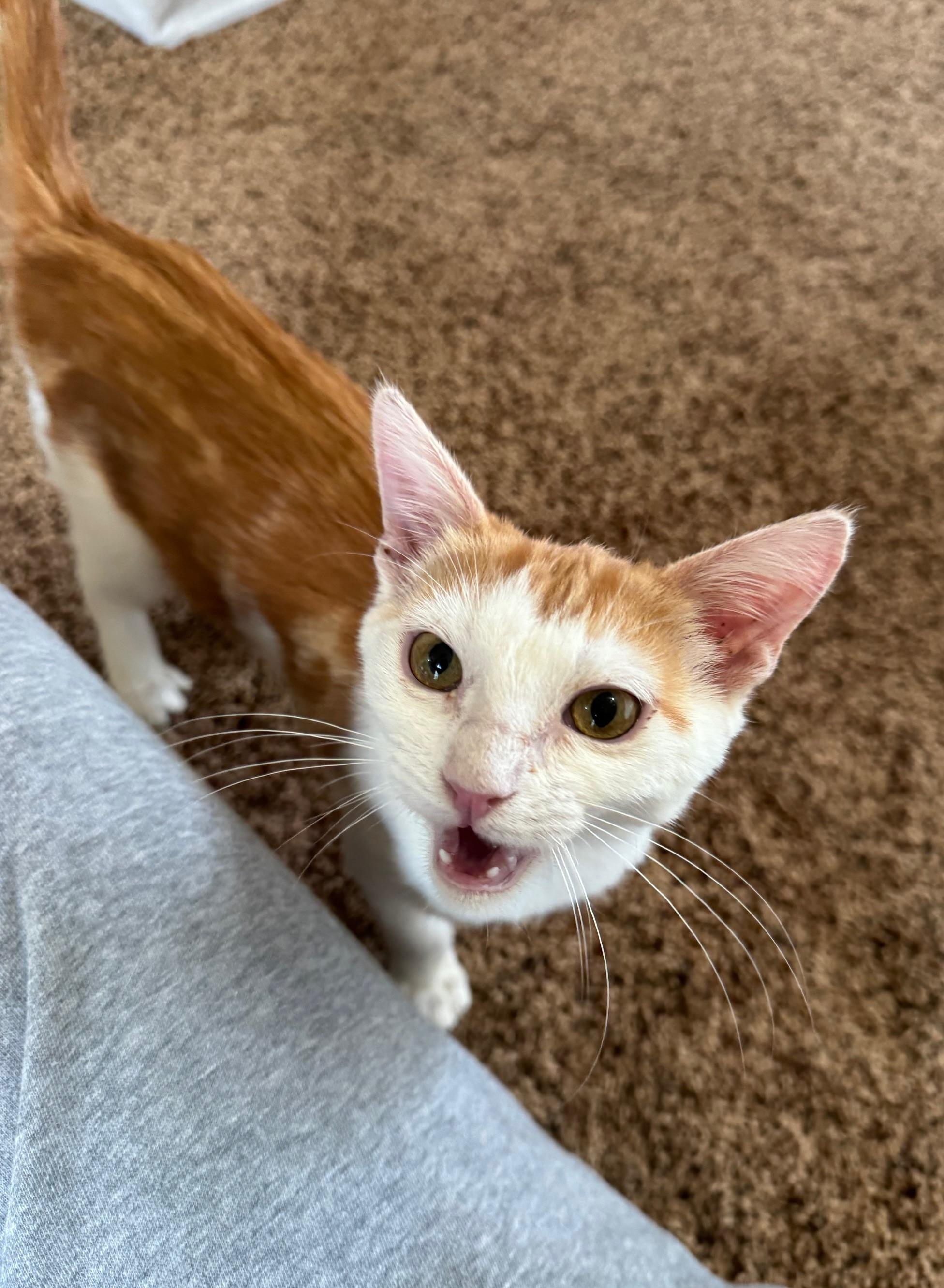 Brie, an adopted mixed breed in Albuquerque, NM image 3/6