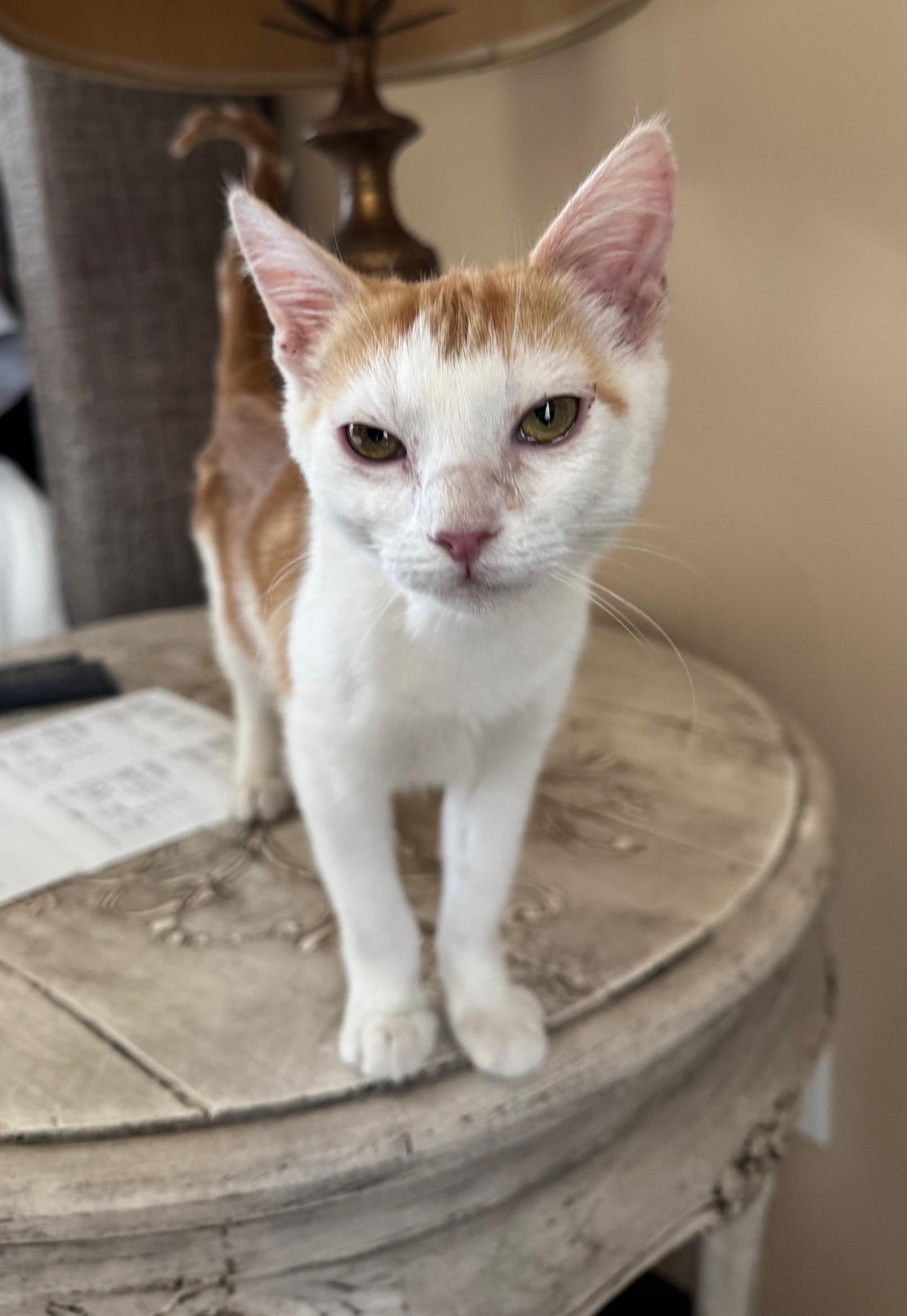 Brie, an adopted mixed breed in Albuquerque, NM image 6/6