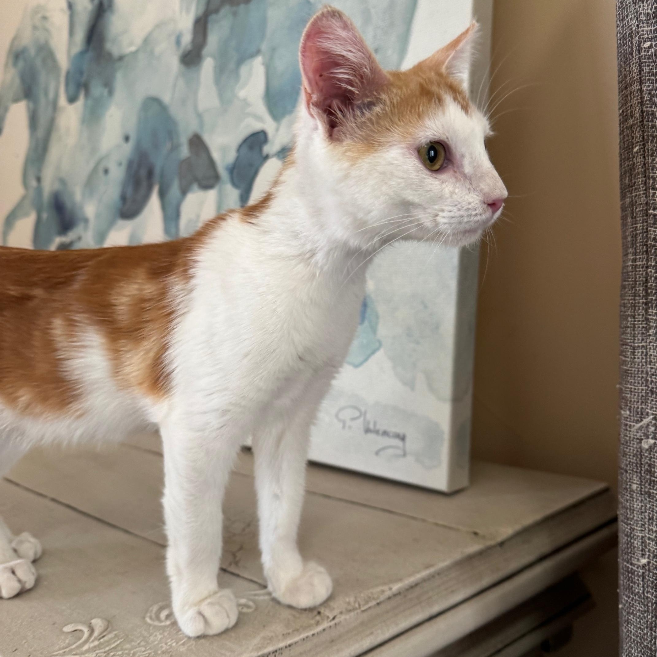 Brie, an adopted mixed breed in Albuquerque, NM image 5/6