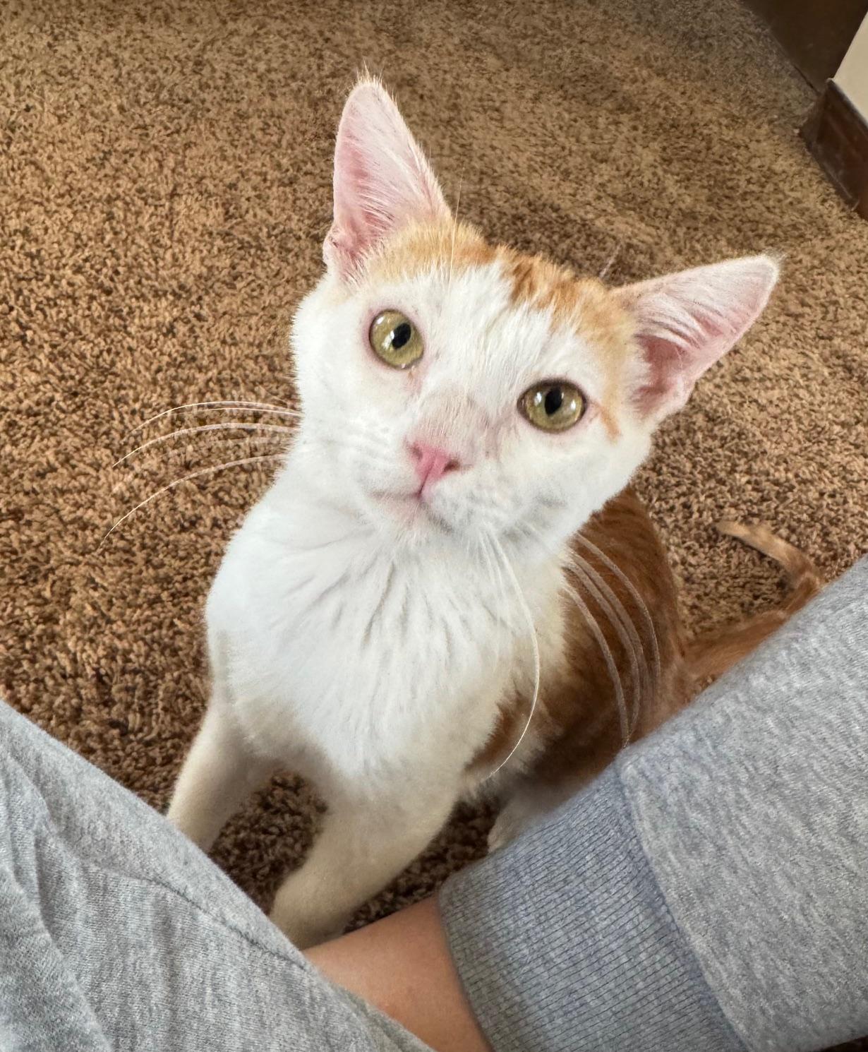 Brie, an adopted mixed breed in Albuquerque, NM image 1/6