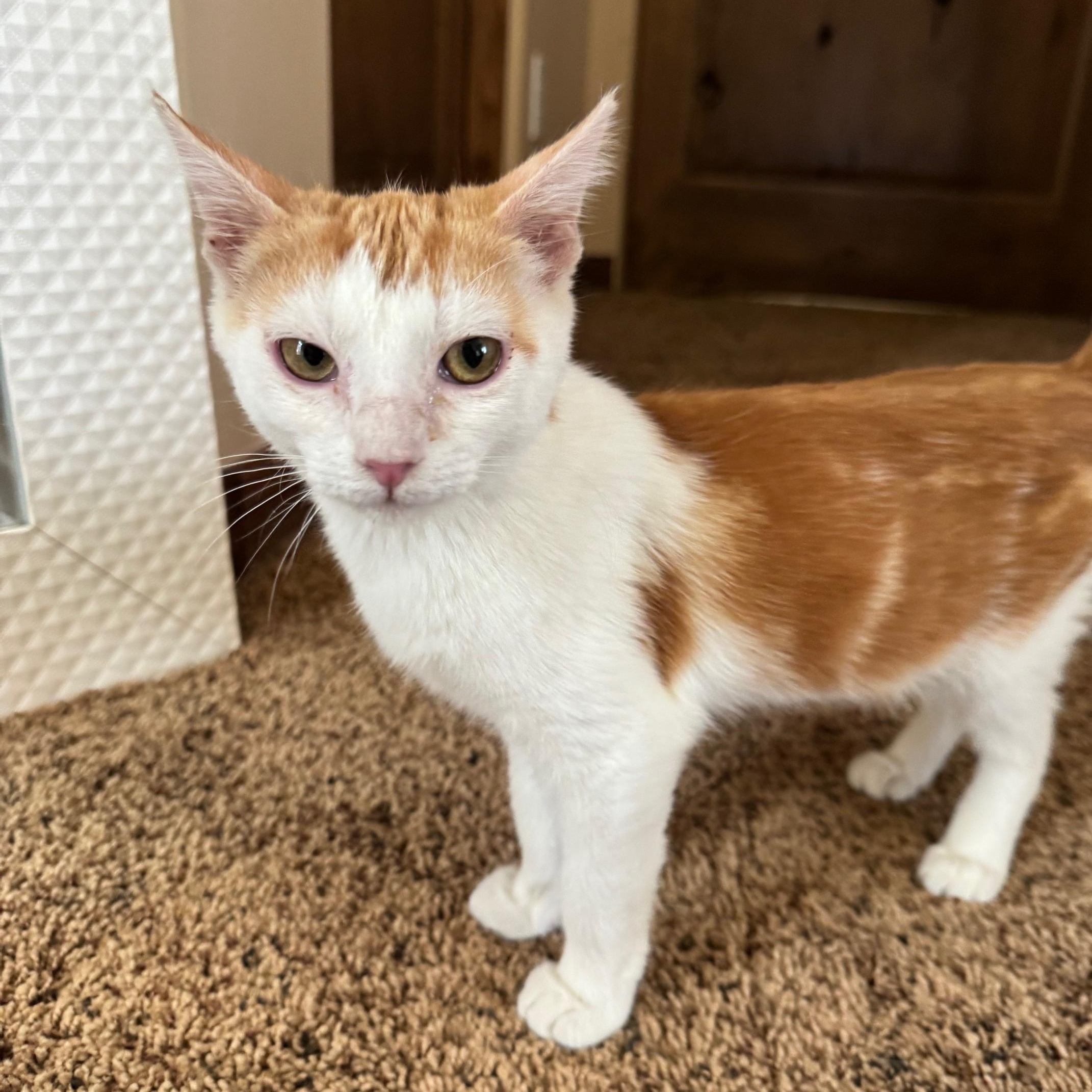 Brie, an adopted mixed breed in Albuquerque, NM image 2/6