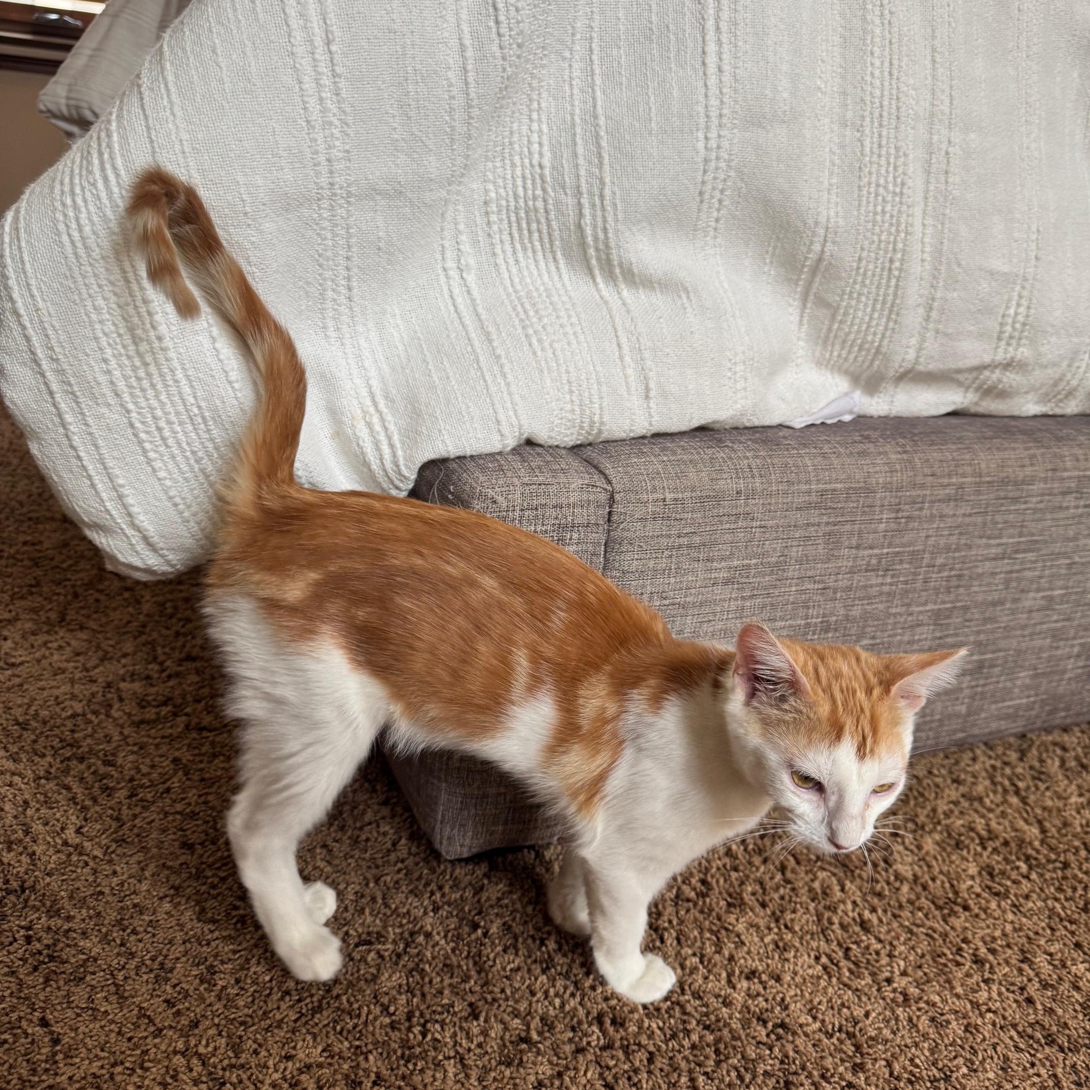 Brie, an adopted mixed breed in Albuquerque, NM image 4/6