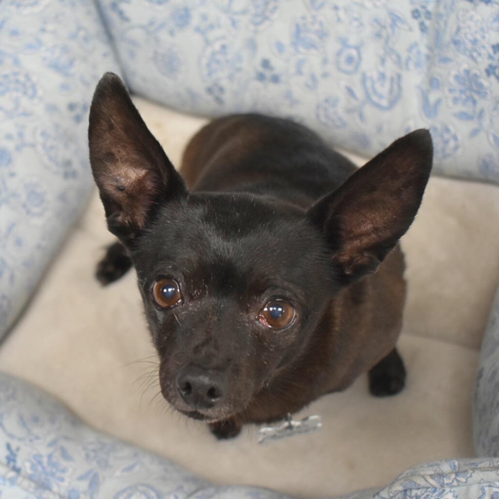Enlarge Jerry, a Adoptable Chihuahua in Saint Petersburg, FL image 1/3