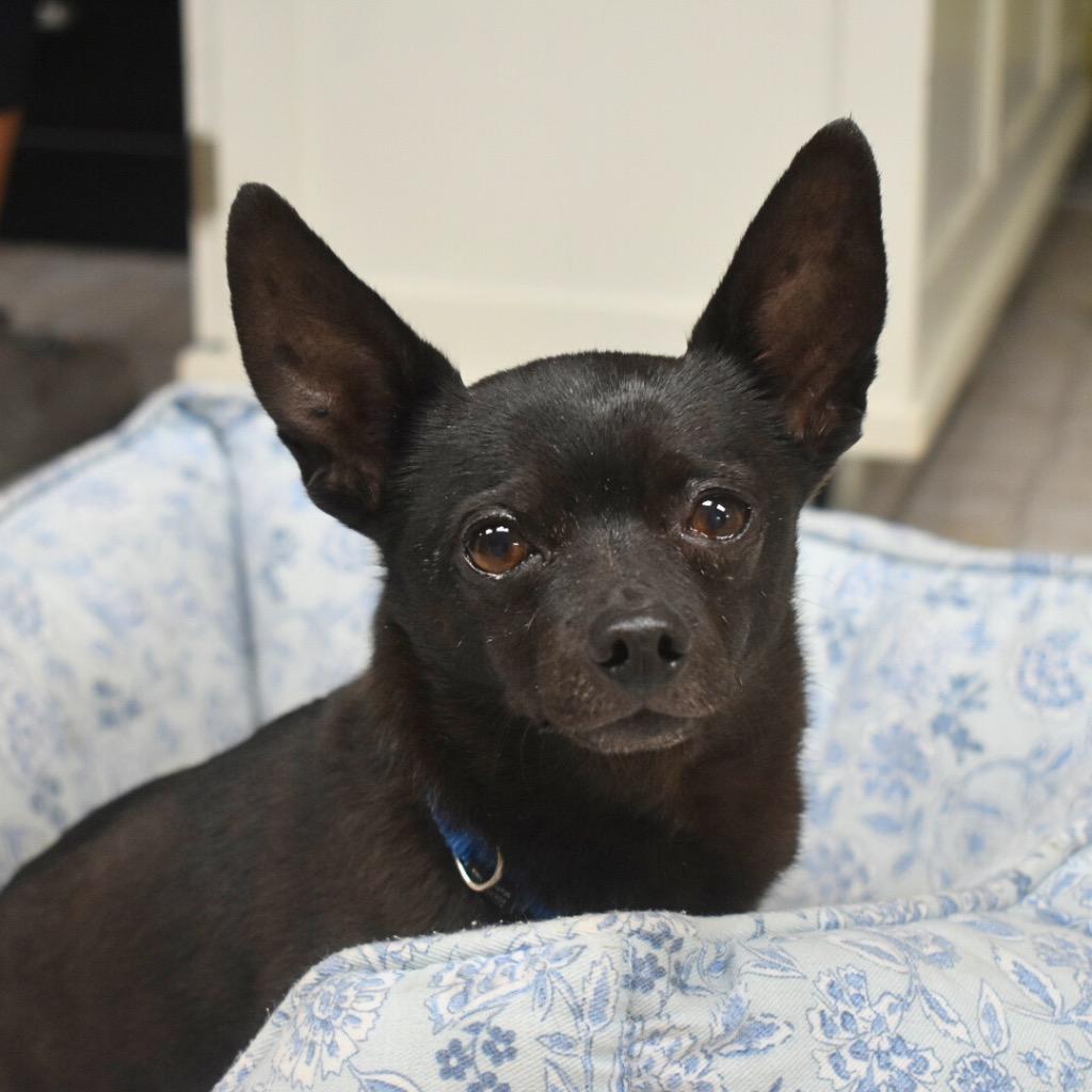 Enlarge Jerry, a Adoptable Chihuahua in Saint Petersburg, FL image 2/3