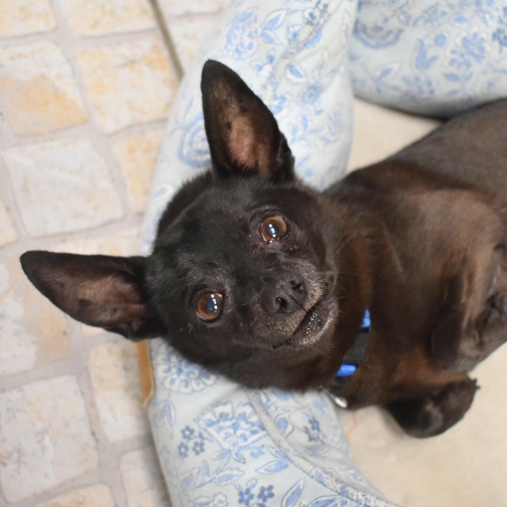 Enlarge Jerry, a Adoptable Chihuahua in Saint Petersburg, FL image 3/3