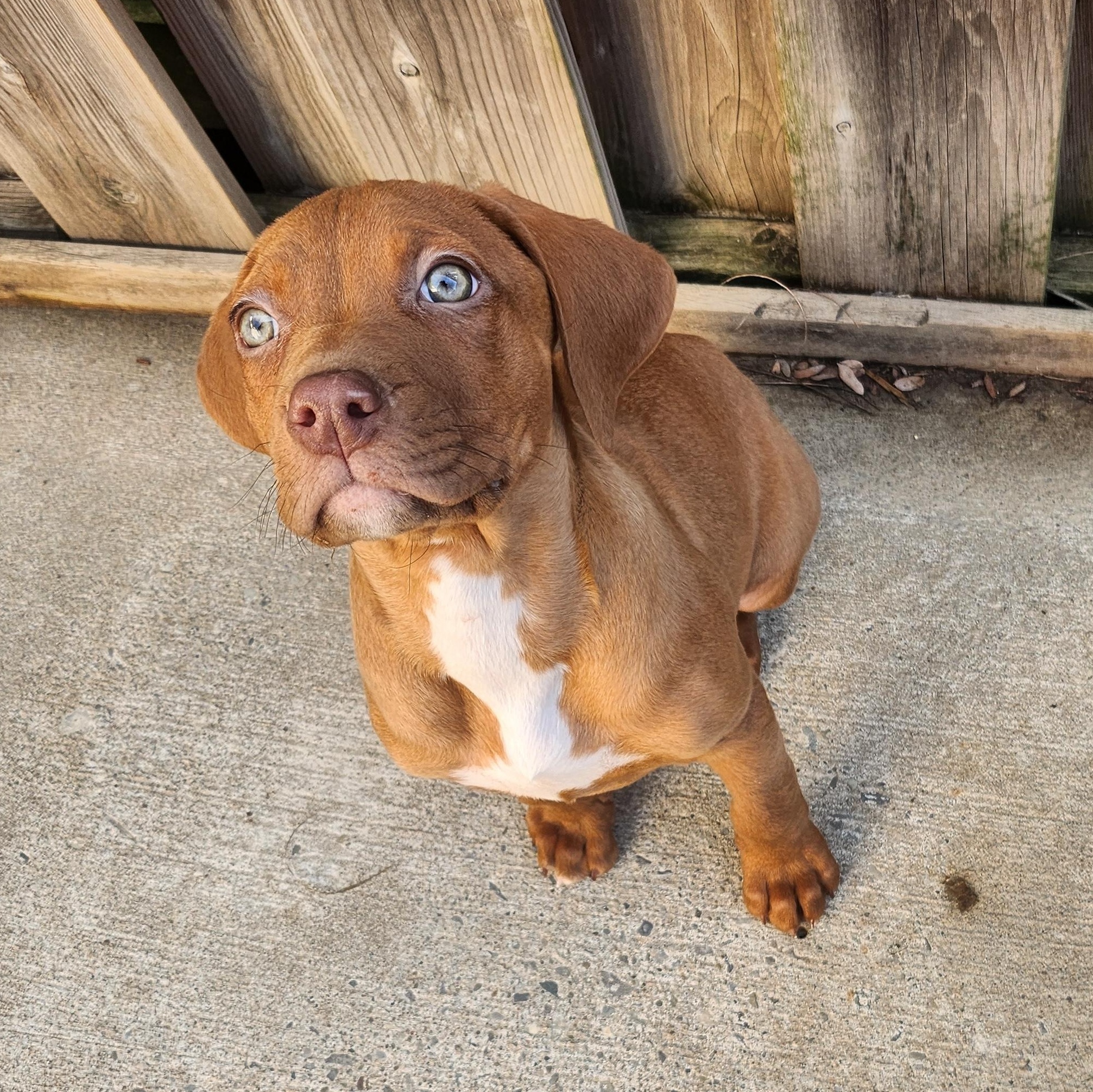 Lemon Balm, ADOPTABLE, Puppy Female English Bulldog & Beagle.