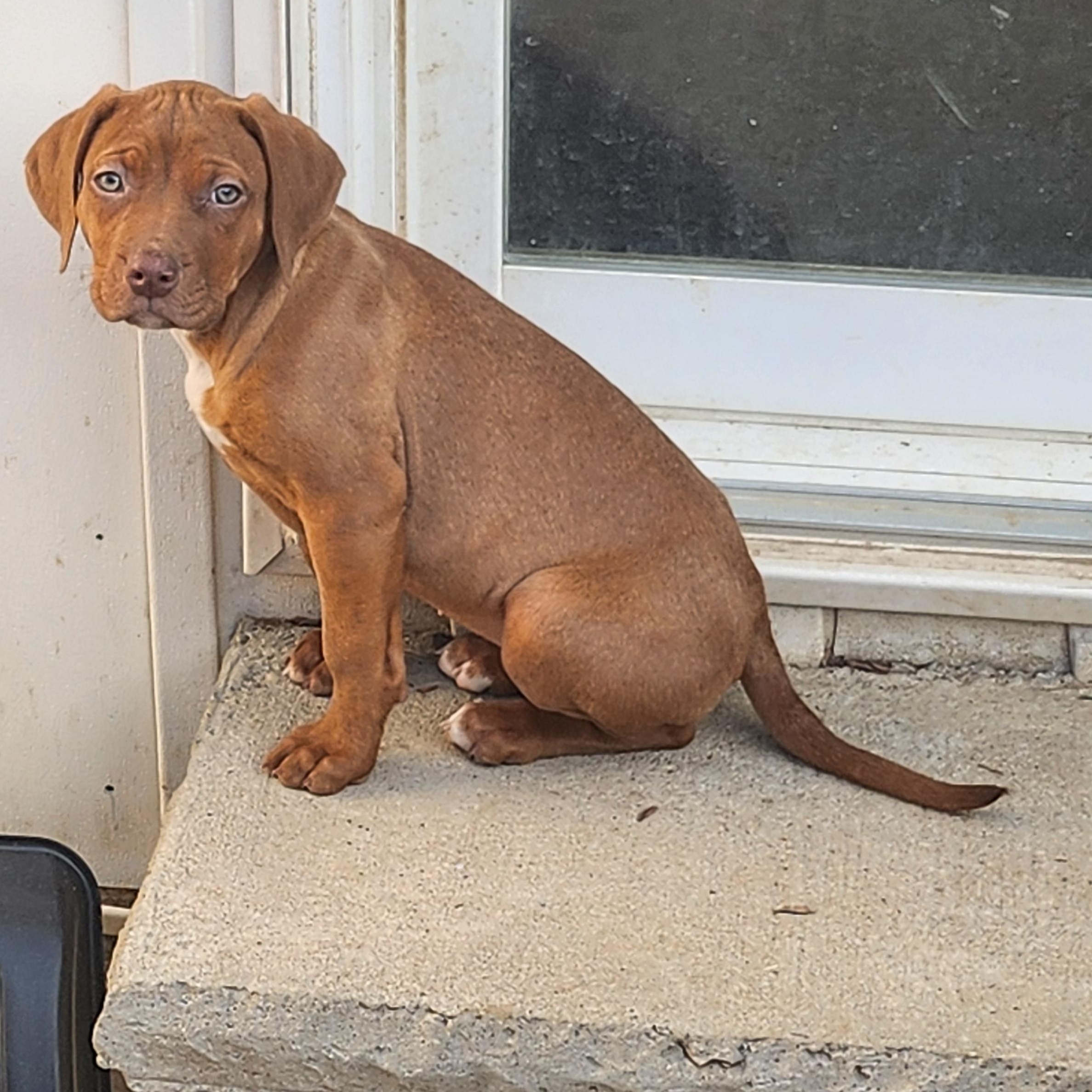 Enlarge Lemon Balm, a ADOPTABLE mixed breed in Scarborough, ON image 3/6