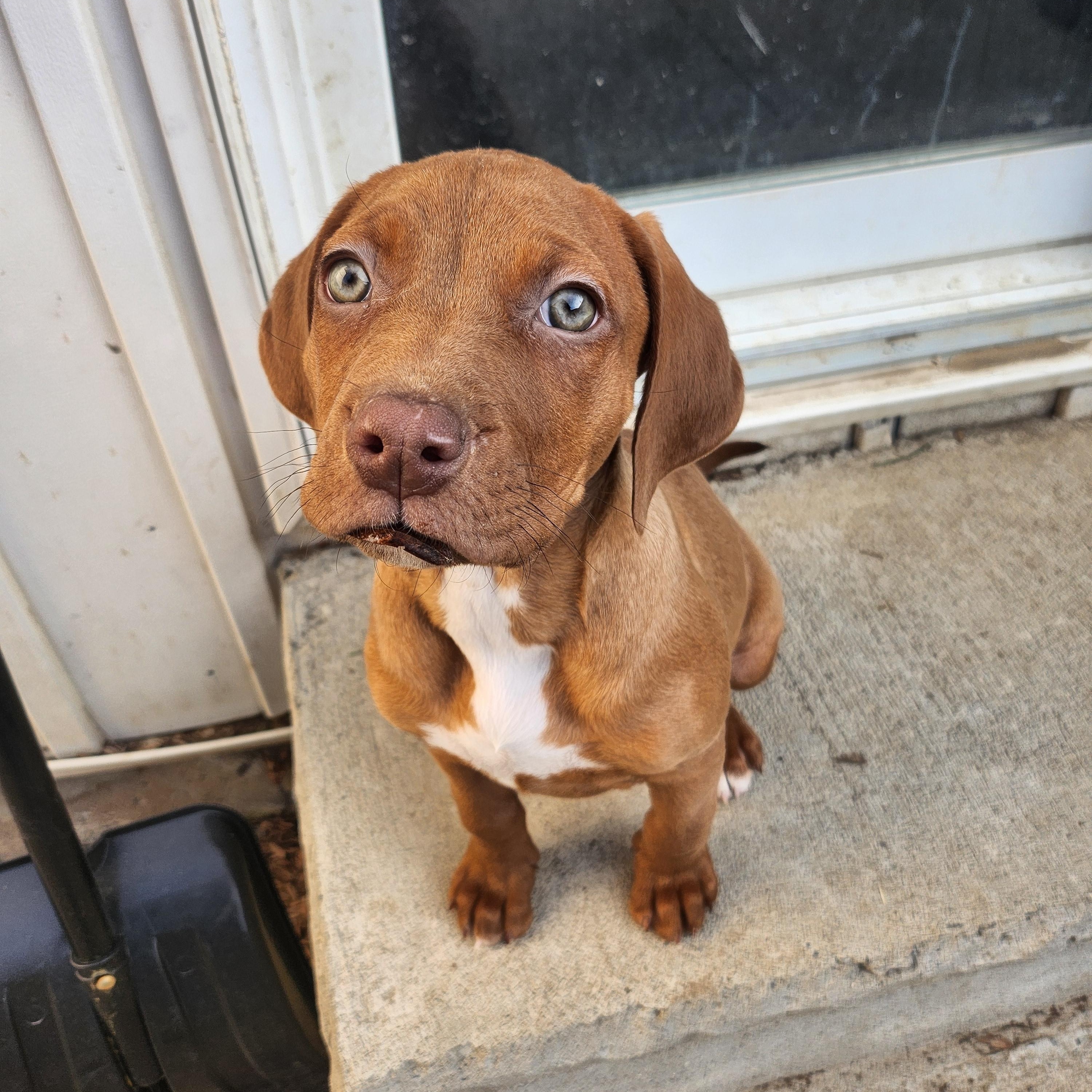 Enlarge Lemon Balm, a ADOPTABLE mixed breed in Scarborough, ON image 4/6