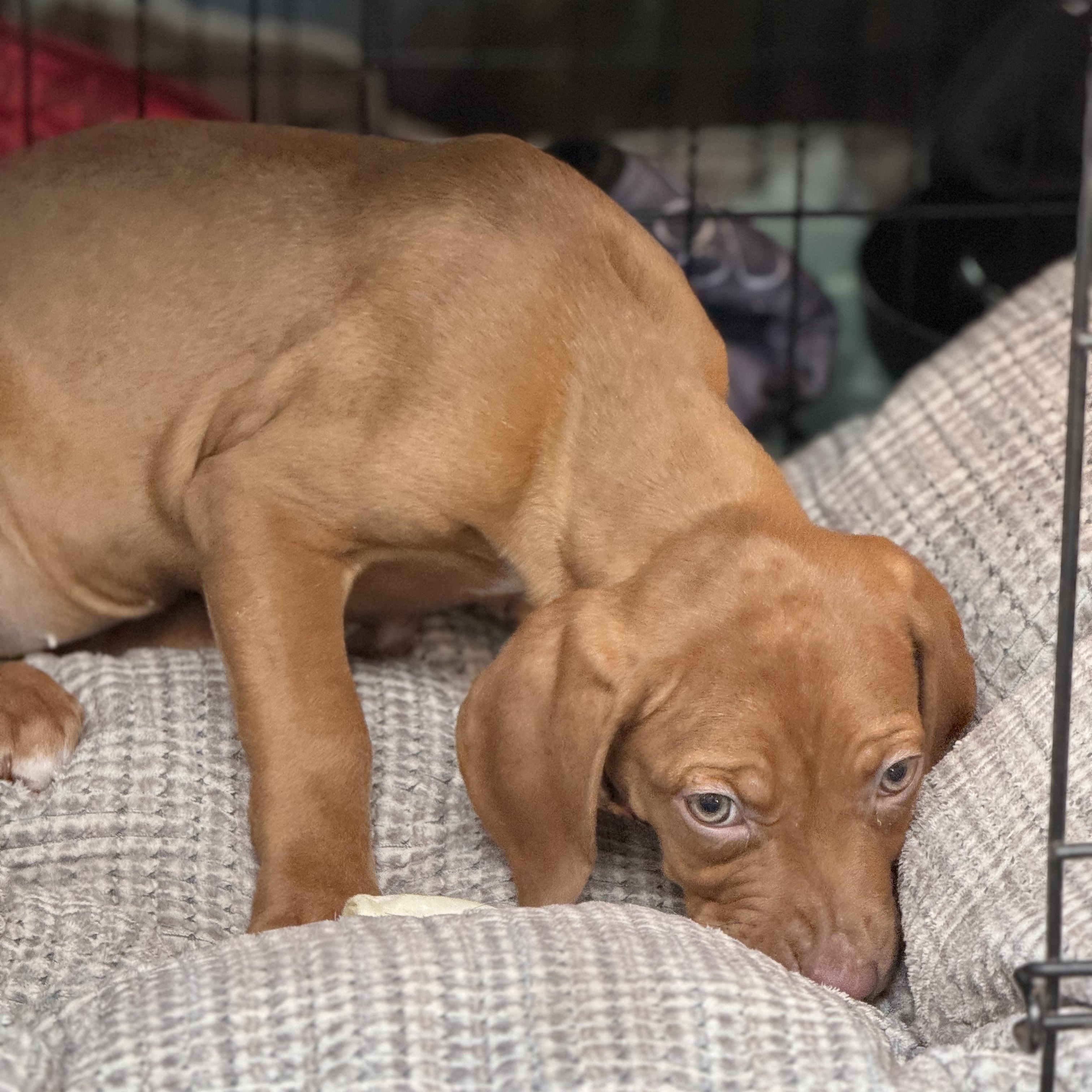 Enlarge Lemon Balm, a ADOPTABLE mixed breed in Scarborough, ON image 5/6