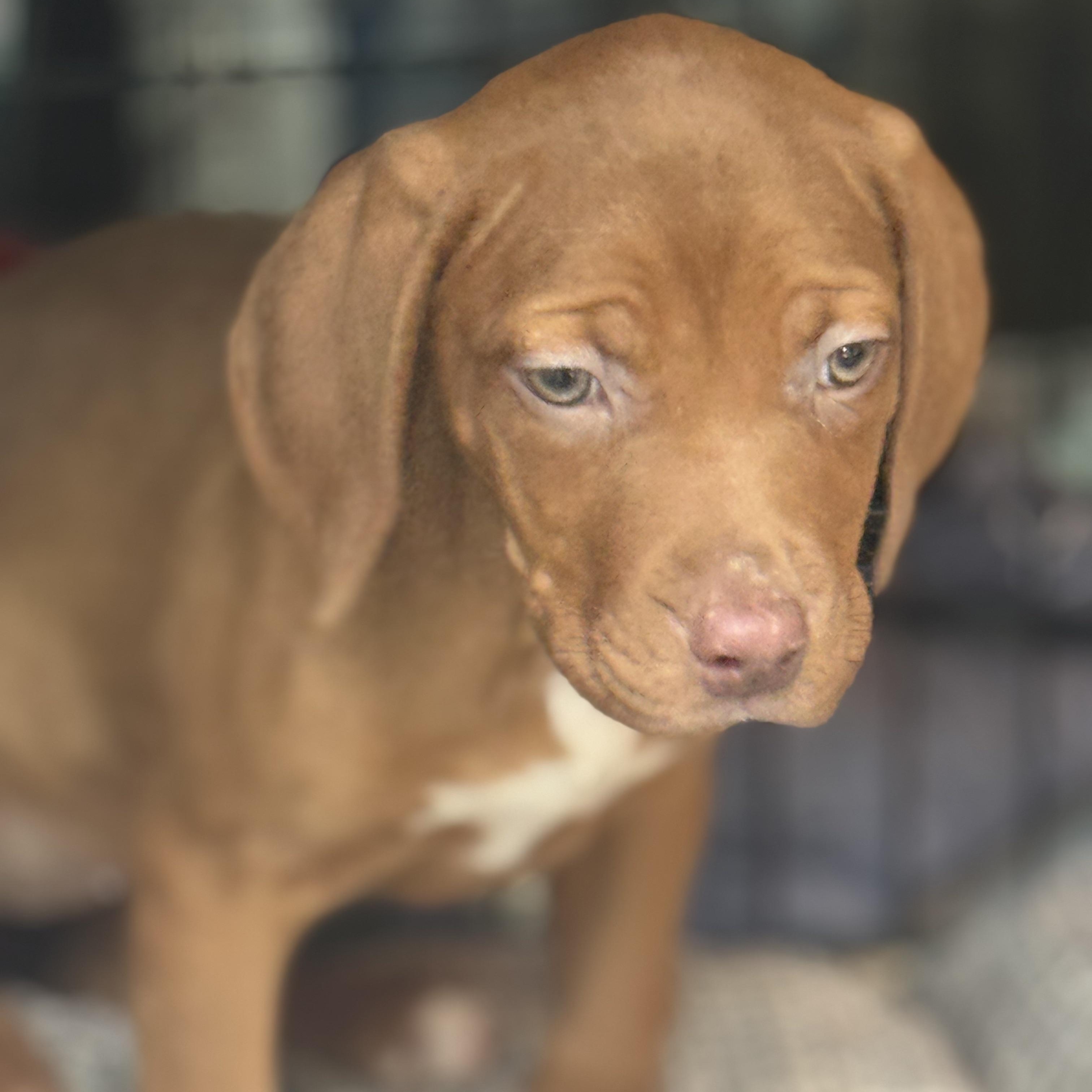 Enlarge Lemon Balm, a ADOPTABLE mixed breed in Scarborough, ON image 2/6