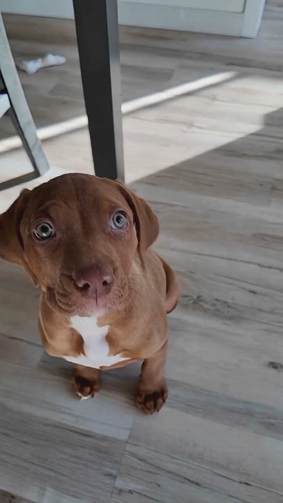 Enlarge Lemon Balm, a ADOPTABLE mixed breed in Scarborough, ON video 6/6