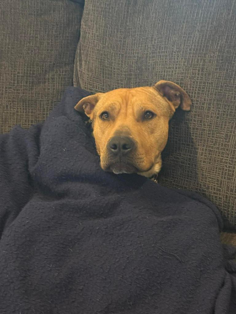 Enlarge Manny, a Adoptable mixed breed in Lexington, KY image 1/6