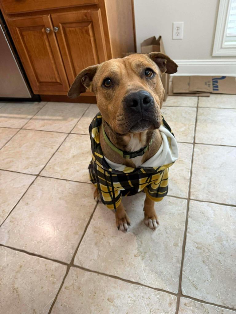 Enlarge Manny, a Adoptable mixed breed in Lexington, KY image 2/6