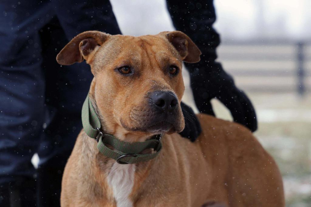 Enlarge Manny, a Adoptable mixed breed in Lexington, KY image 3/6